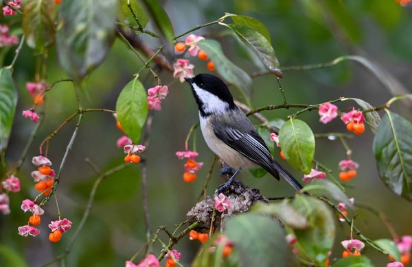 What Are the Environmental Considerations for Developing Real Estate Near UK National Parks?