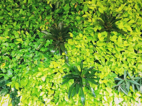 How to Enhance Urban Air Quality with Vertical Gardens in the UK?