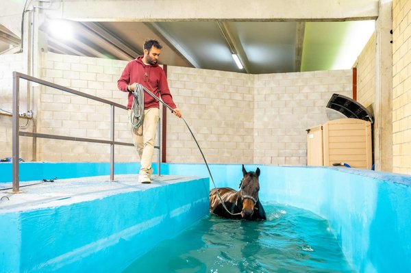 How to Implement a Safe Water Exercise Program for Dogs with Hip Dysplasia?